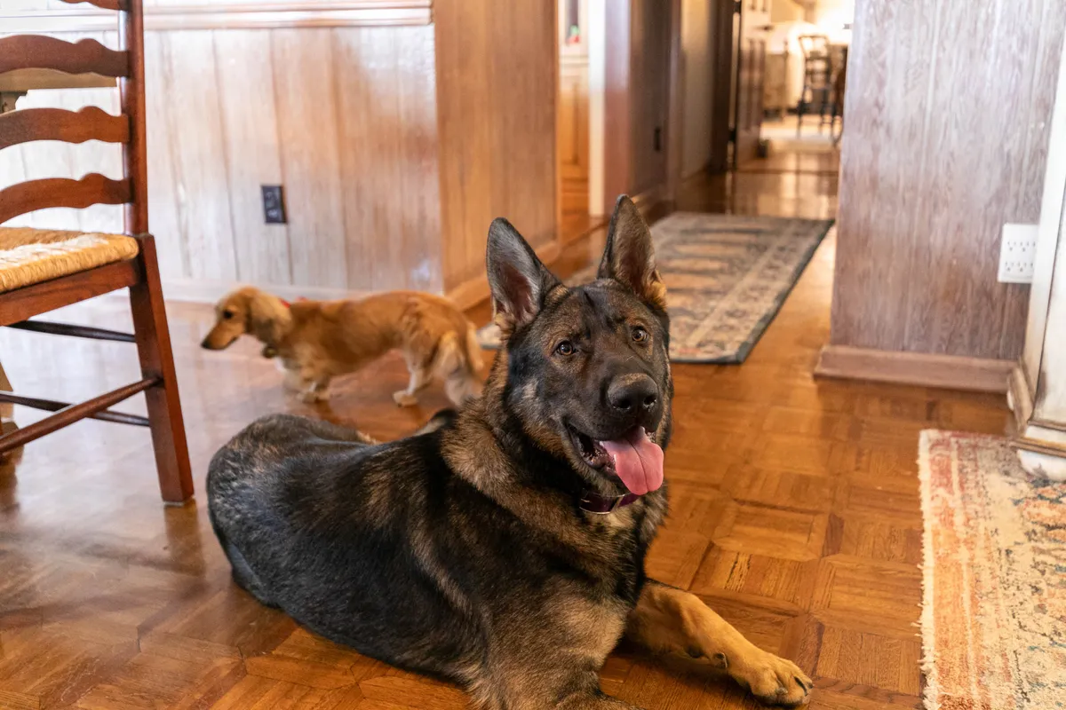 Inside a cozy living area, a German Shepherd and a small brown dog rest near wooden dining chairs and a hallway leading to the rest of the home. The warm ambiance highlights the welcoming, pet-friendly aspect of the property.